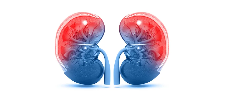 Böbrek Nakli Hakkında Bilinmesi Gerekenler