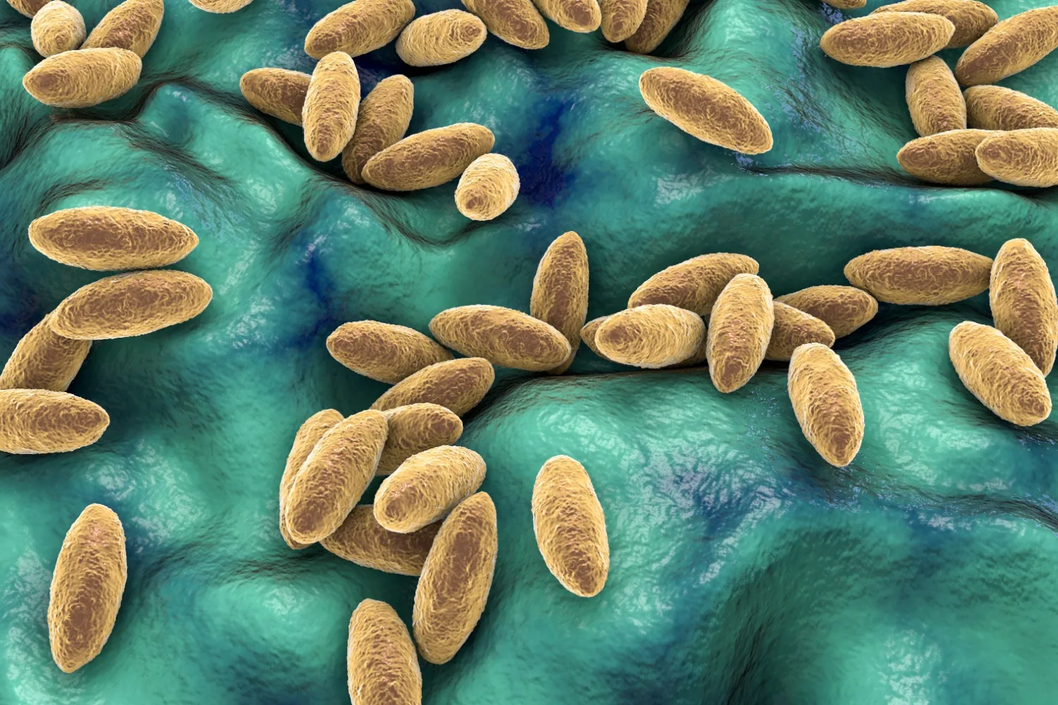 Bruselloz Nedir? Nasıl Bulaşır? Nasıl Tedavi Edilir?