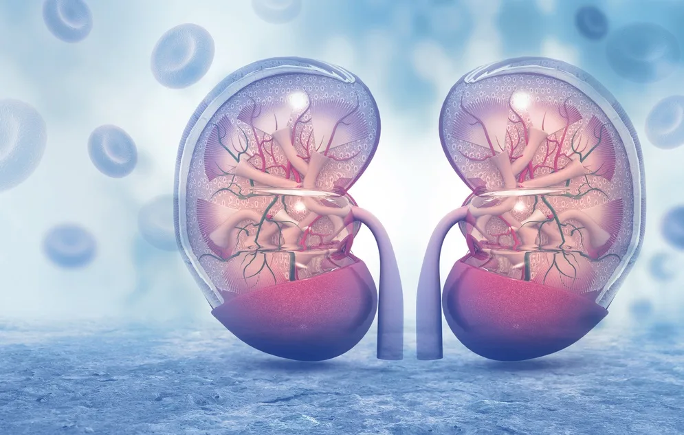 Böbrek Nakli Alıcı ve Verici Bilgilendirme