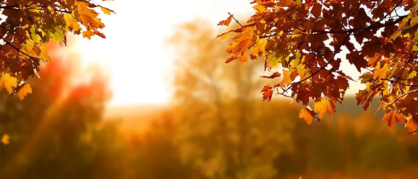 Sonbahar Yorgunluğun Mevsimi Olmasın