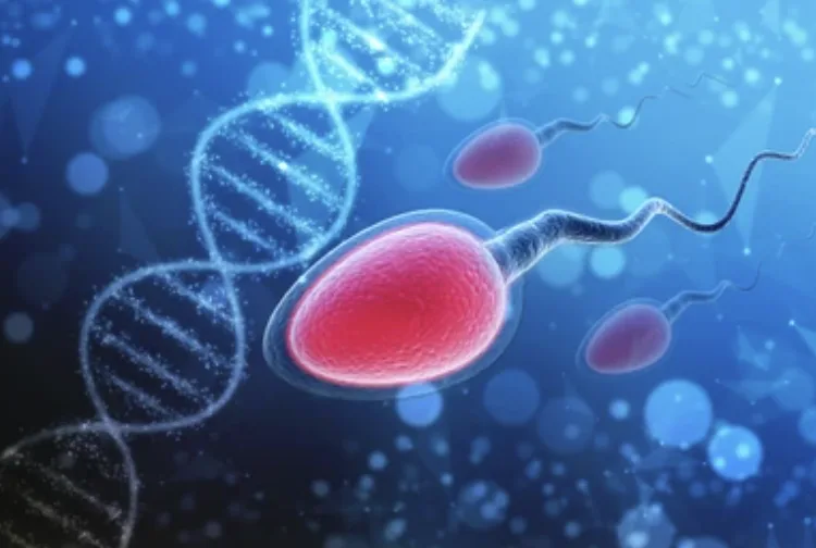 Spermatosel Nedir? Spermatosel Neden Olur? Spermatosel Tedavisi